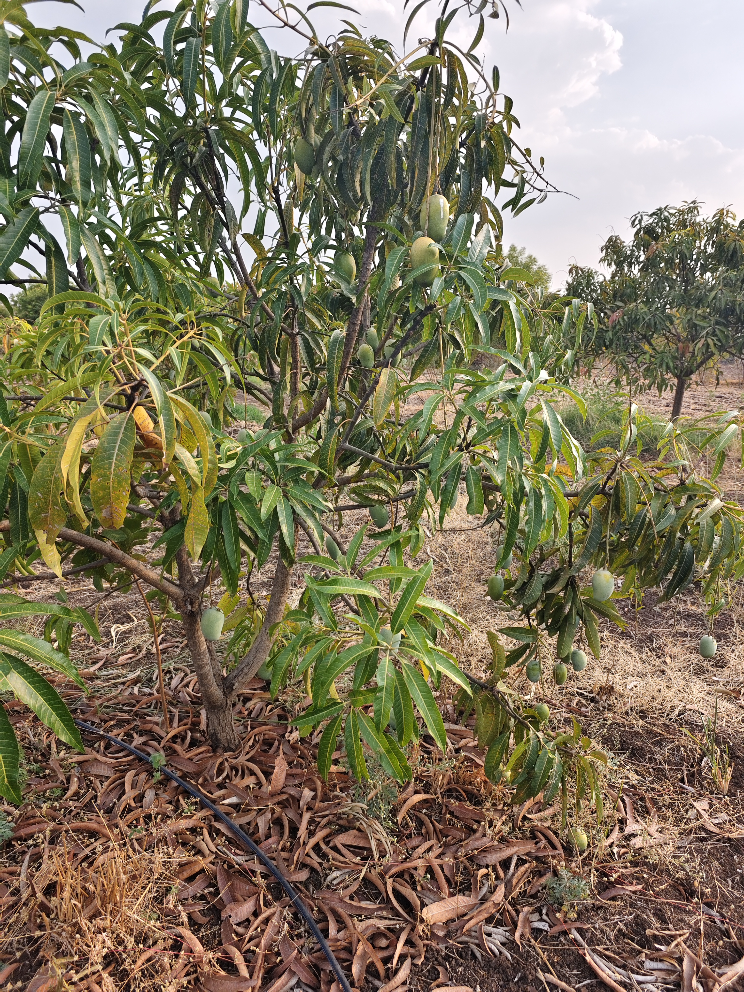 Kesar Mango
